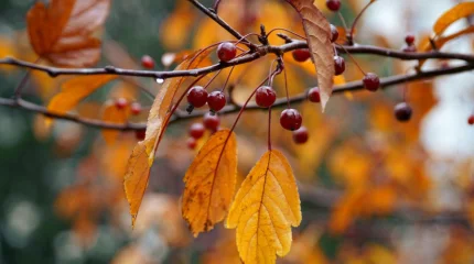 Тёплое и сухое воскресенье обещают метеорологи