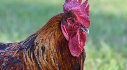 В США зафиксирована первая в мире смерть человека от птичьего гриппа H5N5