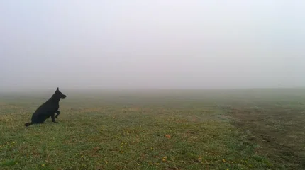 В Астане туман и гололед, в Алматы и Шымкенте без осадков: погода 25 ноября