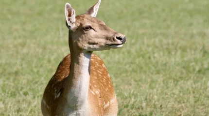 Әлемдегі киіктің 98%-ы Қазақстанда мекендейді