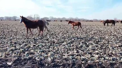 «В 102 звонят сразу»: На дефицит пастбищ для выпаса скота жалуются сельчане в СКО