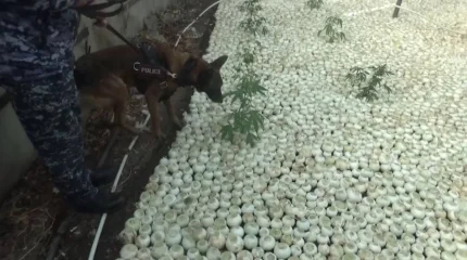 Қарасора өсірген тұрғын ұсталды