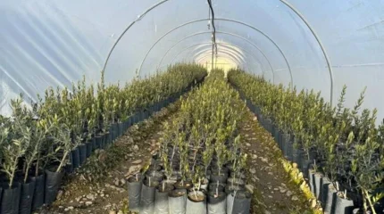 Миллион оливковых деревьев высадят в Мангистау