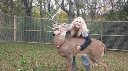 Американку убил спасенный ею олень