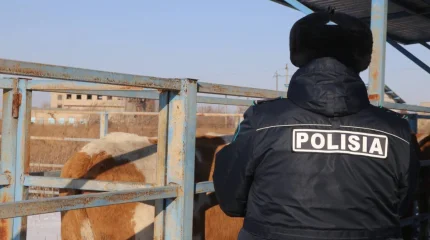 В Абайской области задержан мужчина, похитивший три лошади