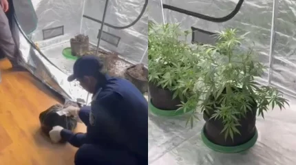 В Алматы выявлена квартира-лаборатория по выращиванию запрещенных растений (ВИДЕО)