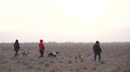 Қазақы тазылар құм қояндарын аулау бойынша жарысты