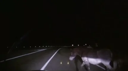 Автобус столкнулся с лошадью в Туркестанской области: пострадал водитель