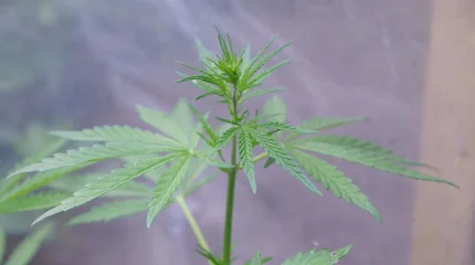 Жамбыл облысының тұрғыны марихуана жинап жүрген жерінен ұсталды