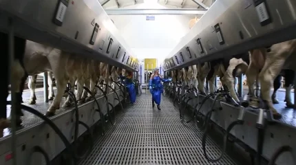 Сыры и мед ВКО теперь продают в странах Европы