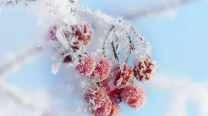 Погода 11 декабря: в Астане до -24, в Шымкенте — до +10