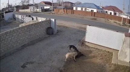 Атырау облысында  бұралқы иттер малды қырып жатыр