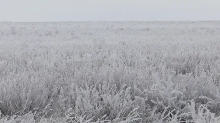 Свыше 33 тысяч гектаров неиспользуемых земель вернули в госсобственность прокуроры в СКО