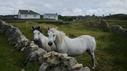 84 тысячи евро заплатят переселенцам на острова Ирландии
