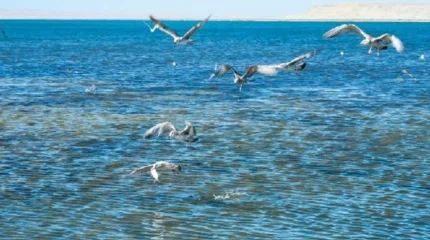 Мемлекет басшысы БҰҰ құрамында Халықаралық су ұйымын құруды ұсынды