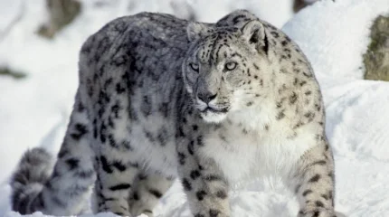 Қар барысына GPS құрылғысы орнатылды