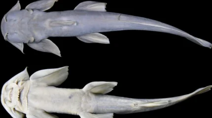 Қытайдың Тибет аймағында балықтың жаңа түрі табылды