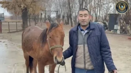 Түркістан облысында жоғалған жылқы бір тәулікте табылды