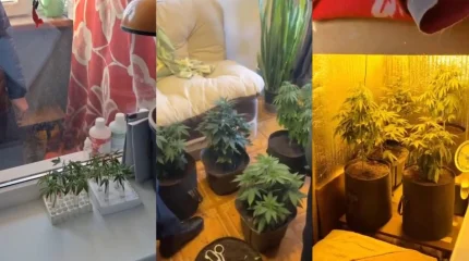 Житель Актюбинской области задержан за выращивание марихуаны в квартире (ВИДЕО)