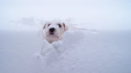 Снегопады обрушатся на все мегаполисы в пятницу, 19 декабря