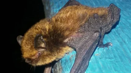 ШҚО-да Қызыл кітапқа енген сирек жарқанат көзге түсті