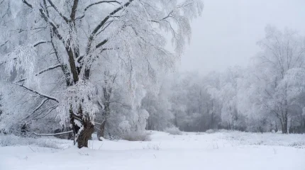 Зима с метелью и туманом: прогноз погоды на 24 декабря 2025 года