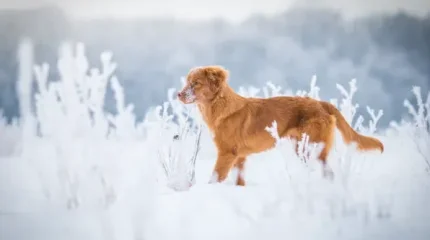 Сильные морозы придут в Казахстан к концу недели