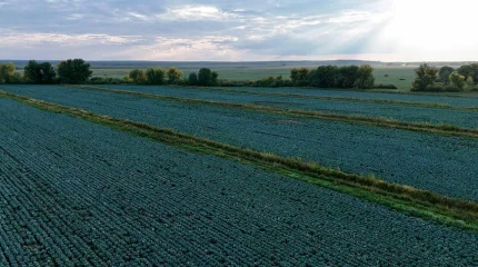 Рекордные урожаи картофеля и хлопка собрали в Казахстане