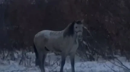 Похищение на миллион: костанайские полицейские раскрыли кражу жеребца