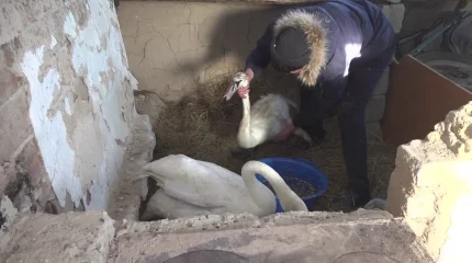 Пару лебедей, которых спасли в Баянауле хотят передать в Карагандинский зоопарк