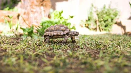 Қазақстанда ортаазиялық тасбақаларды пайдалануға 2040 жылға дейін тыйым салынды