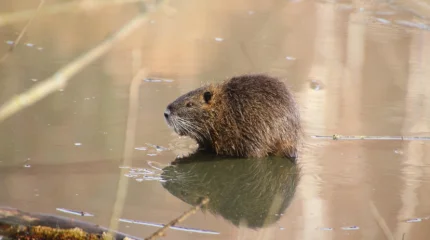 В Швейцарии запустили горячую линию для жалоб на бобров