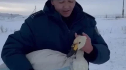 Полицейские и житель Айыртау спасли раненого лебедя в ВКО (ВИДЕО)