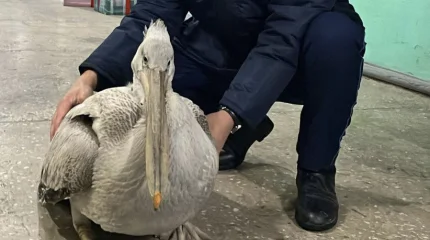 Редкого краснокнижного пеликана спасли от голодной гибели в Семее