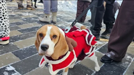 «PET DOG НОВЫЙ ГОД»: ВКО отметил Новый год в компании собак