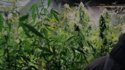 Запрещенные растения в бане выращивал житель Алматинской области