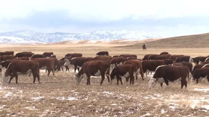 "Чип сработал": 534 скотокрада задержано с начала 2025 года