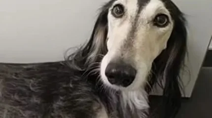 Испуганная петардой собака пробежала без остановки 12 километров