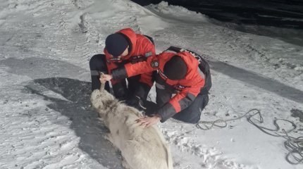 Сайгака пришлось спасать карагандинцам