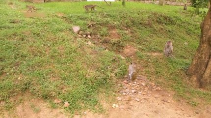 Из-за одной обезьяны все население Шри-Ланки осталось без электричества