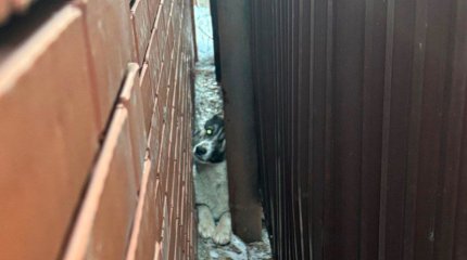 Спецоперация по спасению собаки развернулась в Актобе