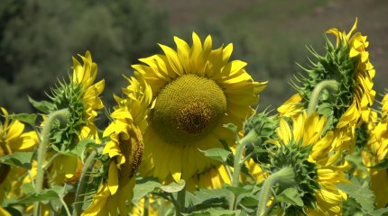 Алдағы 5 жылда майлы дақылдарды өндіру мен өңдеу көлемі артады