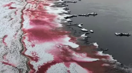 Қызыл түске боялған Каспий теңізінің суы тұрғындарды шошытты