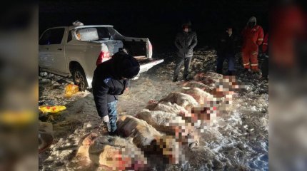 Браконьеров с 10 тушами сайги задержали в Актюбинской области