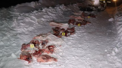 Браконьера с тушами косуль задержали в Костанайской области