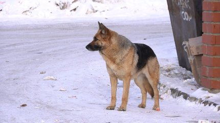 «Адам өмірі қымбат па, әлде қаңғыбас иттің "құқығы" ма?»: Е. Жаңбыршин