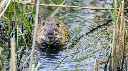 Благодаря бобрам Чехия сэкономила миллионы крон
