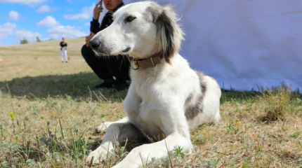 День тазы и тобет: в Казахстане появился новый праздник