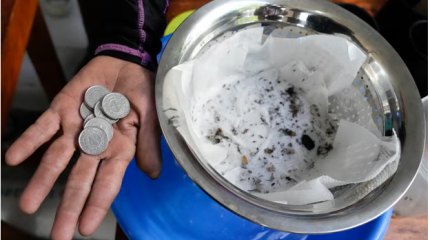 На Филиппинах начали платить деньги за убитых комаров