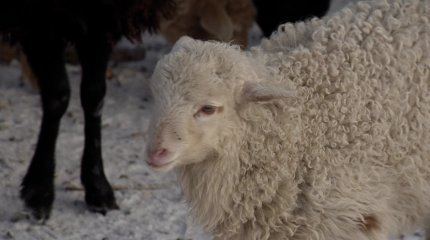 Соңғы 30 жылда қой саны 48%-ке қысқарған